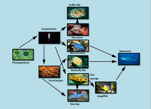 Biotic Processes - Coral reefs